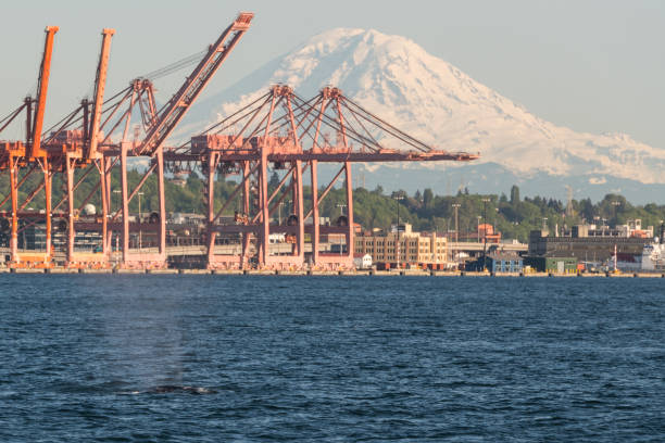 istock Elliott Bay Wildlife 1223749767