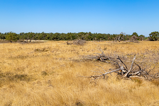 Dead trees and grass in National Park De Hoge Veluwe The Netherlands as a result of global warming