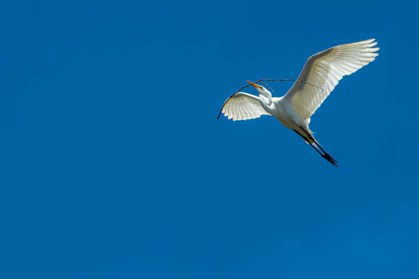 istock Great Egret in Mid-Flight Over Elhorn Slough Nesting Area 1223749863