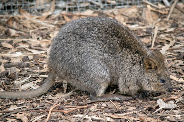 istock this is a side view of a quokka 1223750021