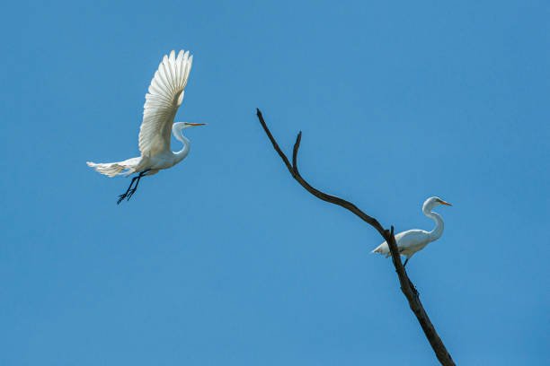 Great egret (Ardea alba) captured in mid-air flying over natural ocean slough, spring nesting area.  Another egret is perched on tree branch.