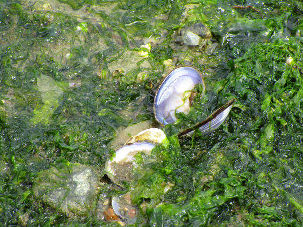 Green Seaweed Algae Surrounding Clam on Shore Close Up