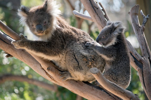 istock the koala and joey are in a tree 1223751983