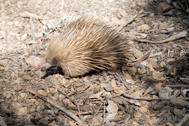 istock this is a side view of a short nosed echidna 1223752031