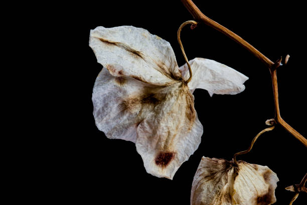 istock Wilted Orchid Phalaenopsis flower petals isolated on black background 1223752154