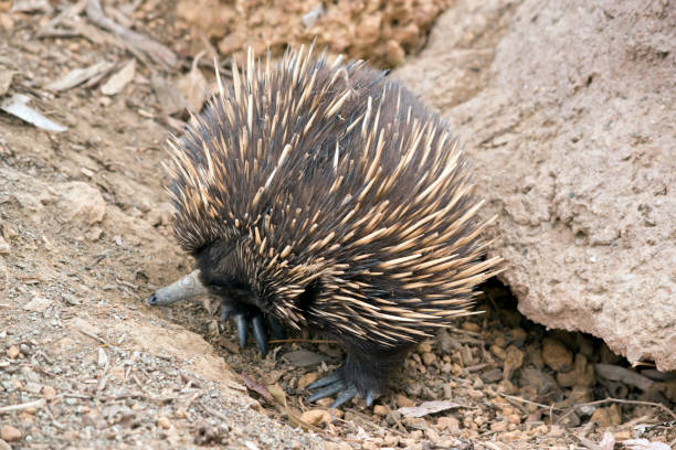 istock the short nosed echidna is searching for ants 1223752235