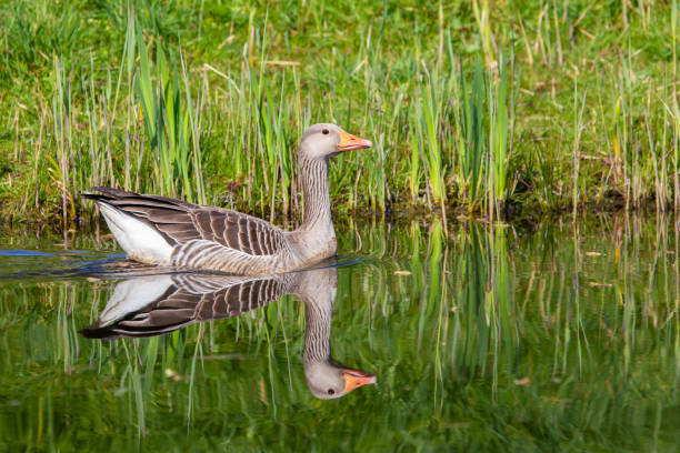 istock Greyleg gooze or Anser 1223752917