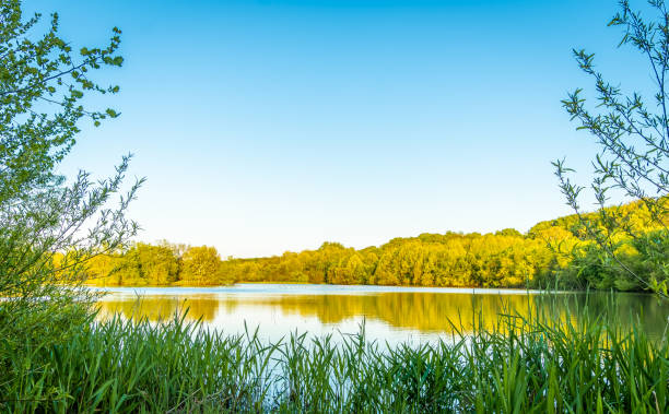 일몰 전 가을 초중서부 호수 - spring forest scenics wetland 뉴스 사진 이미지