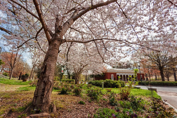 istock Cherry blossom tree at Piedmont Park 1223754816