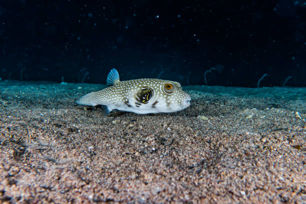 istock Fish swim in the Red Sea 1223755844
