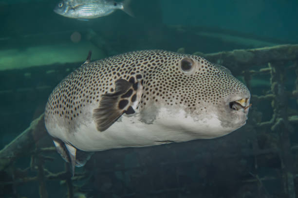 istock Fish swim in the Red Sea 1223756117