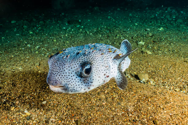 istock Fish swim in the Red Sea 1223756132