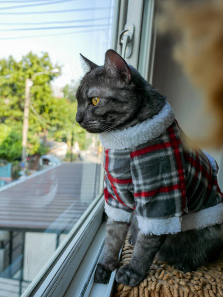 istock Shorthair grey cat in plaid shirt by window side 1223756202