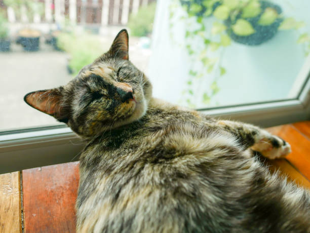 istock Siamese tri color cat lay on wood table 1223756245
