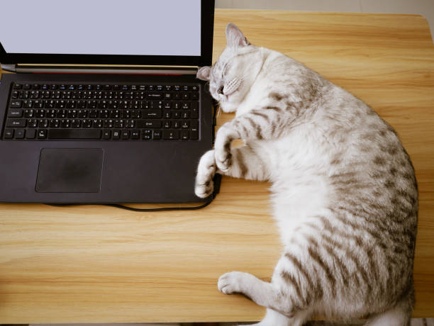 istock Computer laptop and annoying cat, working from home concept 1223756255