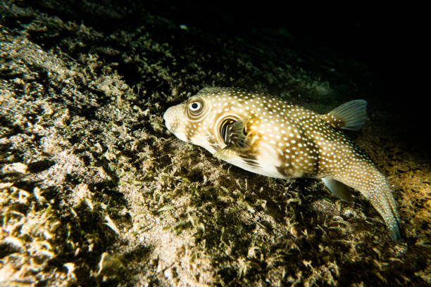 istock Fish swim in the Red Sea 1223756316