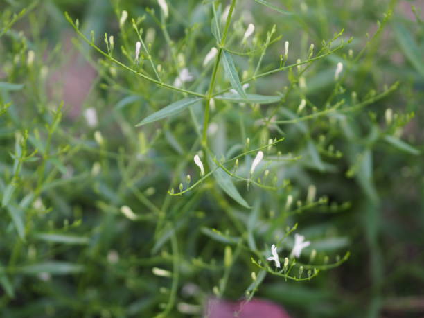 King of bitters scientific name Andrographis paniculata Burm, Wall. Ex Nees, Fah Talai jhon, Thai herbs relieve sore throat, reduce fever, heat up the cold green leaves vegetable nature protect coronavirus, covid-19 rey de amargos nombre científico andrographis paniculata burm, muro. ex nees, fah talai jhon, hierbas tailandesas alivian el dolor de garganta, reducen la fiebre, calientan las hojas verdes frías naturaleza vegetal protegen coronavirus, cóvido-19
