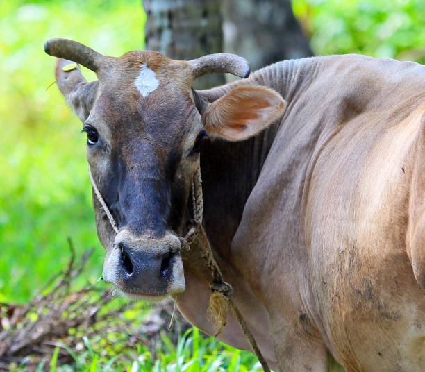 istock Cow grazing in the field 1223756931