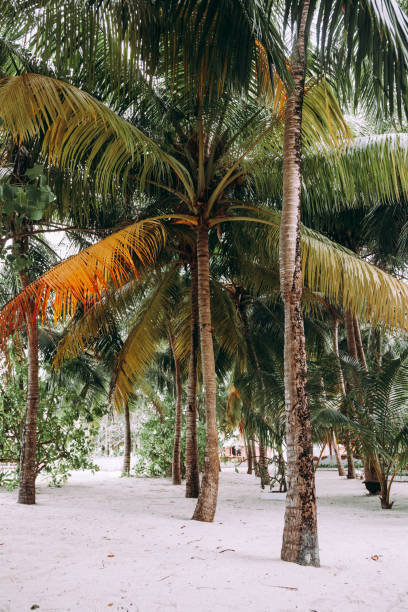 istock Coconut palm trees in a garden. 1223757149