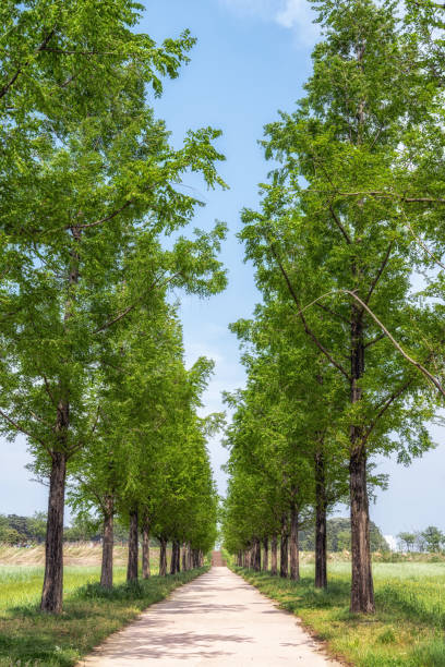 istock Gyeongpo ecological reservoir park 1223757445