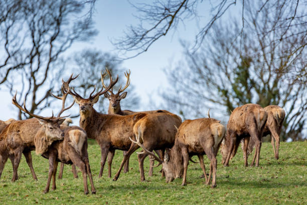 istock stags in a field in northern ireland 1223758094