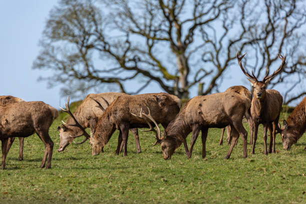 istock stags in a field in northern ireland 1223758136