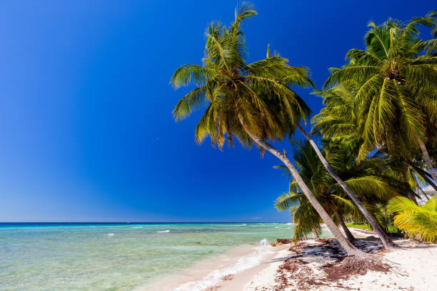 istock palm trees on a Caribbean beach 1223758171