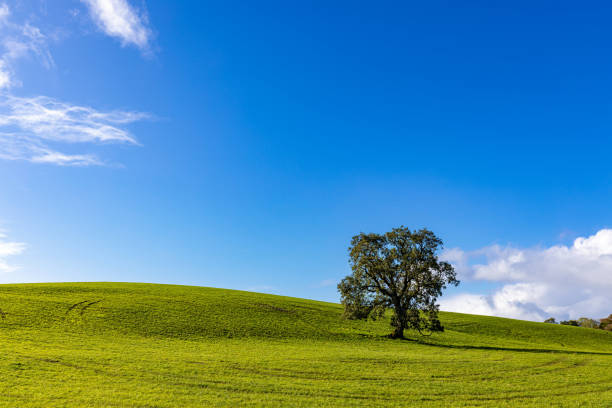 istock a lone tree in a field on a summer day 1223758208