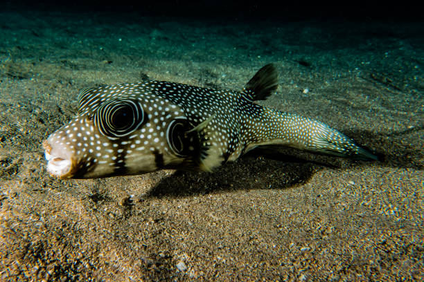 istock Fish swim in the Red Sea 1223759711