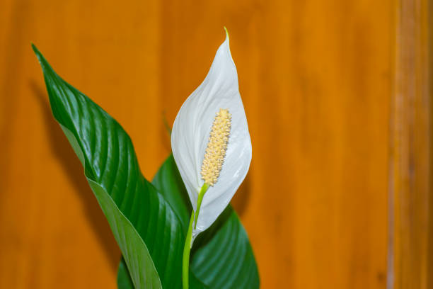 White tropical flower isolated on white background