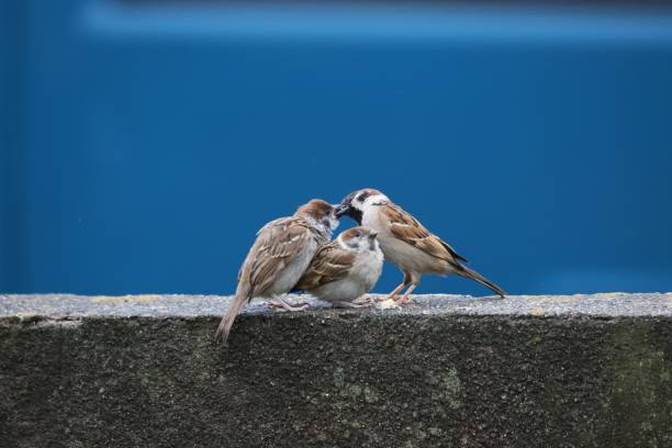 istock VH560-000 Sparrow 1.jpg 1223765203