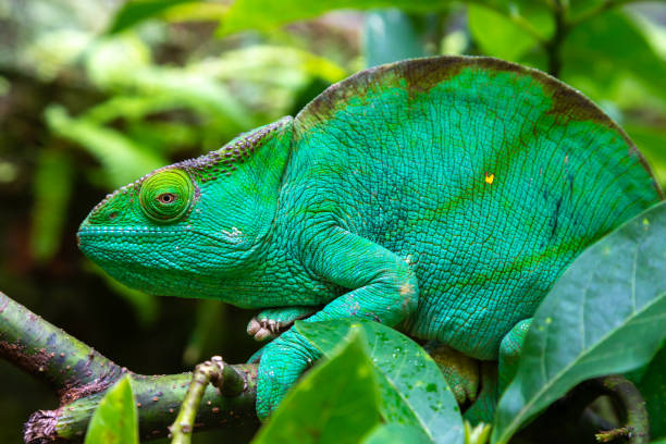 istock A green chameleon on a branch in close-up 1223765334