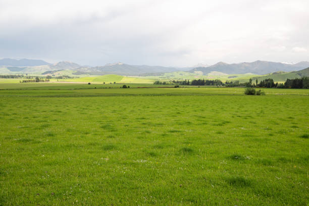 Lush green fields as far as the eye can see Lush green grass provides perfect grazing for sheep in New Zealand's South Island flood plain photos stock pictures, royalty-free photos & images