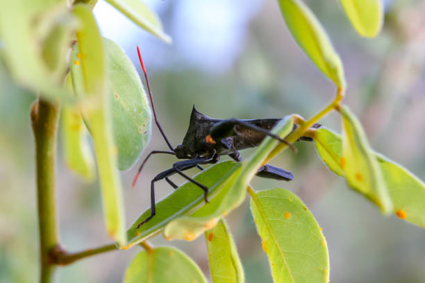 istock Insect diversity on the island of Madagascar 1223767215