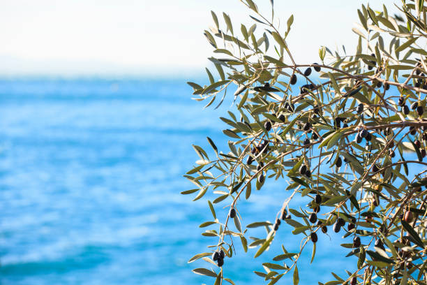 istock The olives in the branches 1223768225