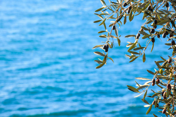 istock The olives in the branches 1223768236