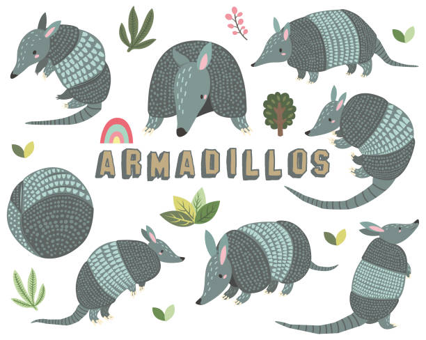 Cute Little Armadillos Collections Set A vector illustration of Cute Little Armadillos Collections Set. Perfect for invitation, web design, scrapbooking, papers, card making, stationery, card and many more. armadillo stock illustrations
