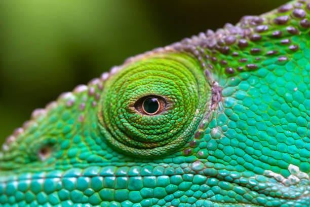 istock 