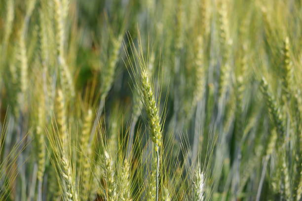 wheat plants wheat plants grow in agriculture field India winter rye stock pictures, royalty-free photos & images