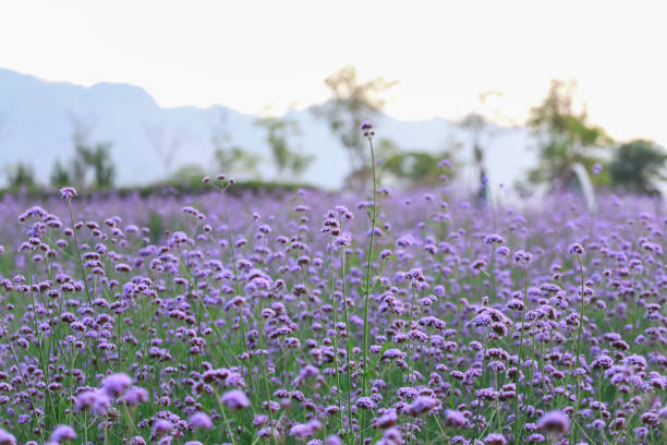 istock Puple flower natural color background 1223775289