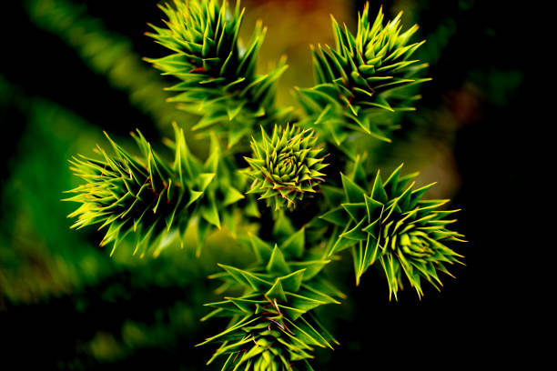 Monkey Puzzle Tree, ouch Close up of the Monkey Puzzle Tree Araucaria araucana with its sharp spikey leaves. araucaria araucana stock pictures, royalty-free photos & images