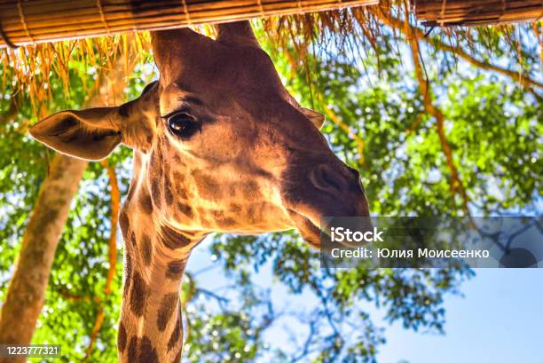 Langhalsige Giraffe Schön Gefleckt Erstaunliche Siest Stockfoto und mehr Bilder von Zoo