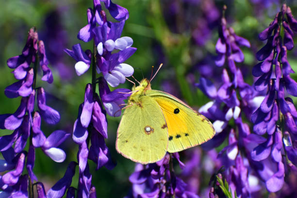 Pale clouded yellow butterfly Colias hyale, the pale clouded yellow butterfly feeding on meadow butterfly colias hyale stock pictures, royalty-free photos & images