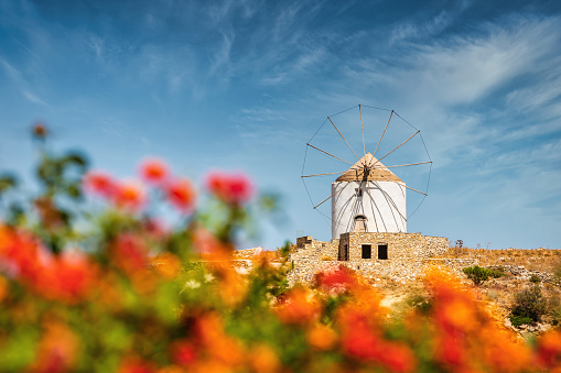 Traditional old windmill on top of a hill on Paros Island. Selective Focus, colorful flowers unsharp in the foreground. Paros Island, Cyclades Islands, Greece, Europe