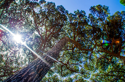 Sunlight and bright blue skies filter from above the pine trees in the hot summer