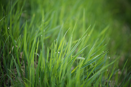 fresh green grass with backlight