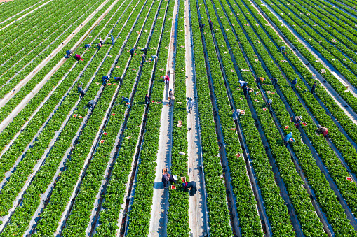 Farm workers picking ripe Red Strawberries and putting them in small white boxes, Aerial view.