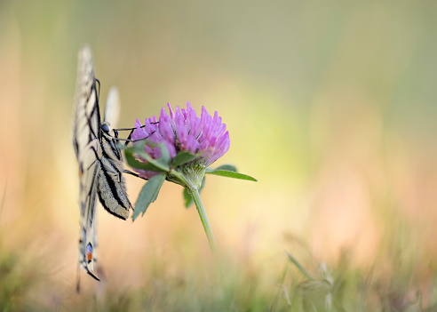 beautiful portrait of Swallowtail butterfly at dawn