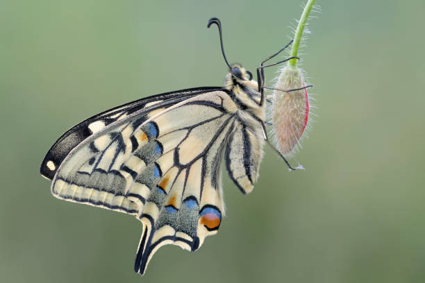 istock The wonderful Old World Swallowtail (Papilio machaon) 1223781161