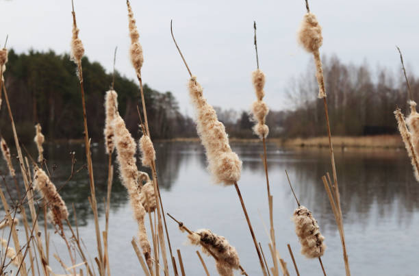 istock reeds on a pond in early spring 1223781355